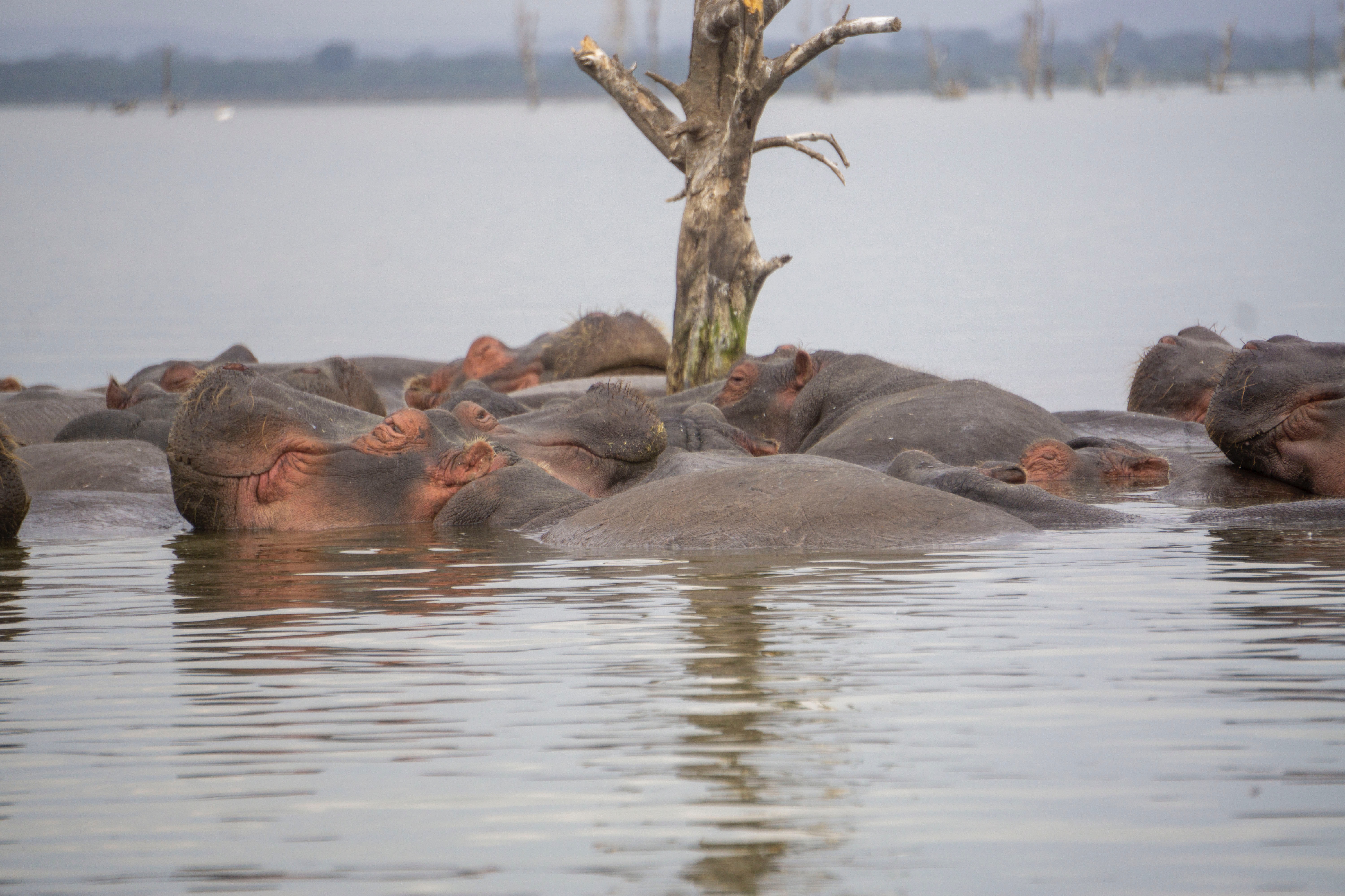 Hippos At Lake Naivasha